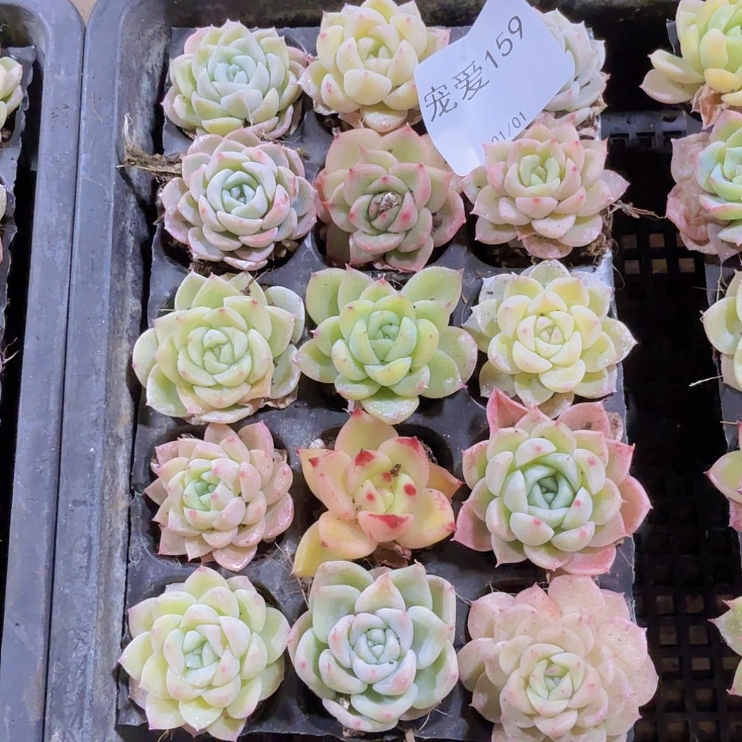 直播福利一物一拍159