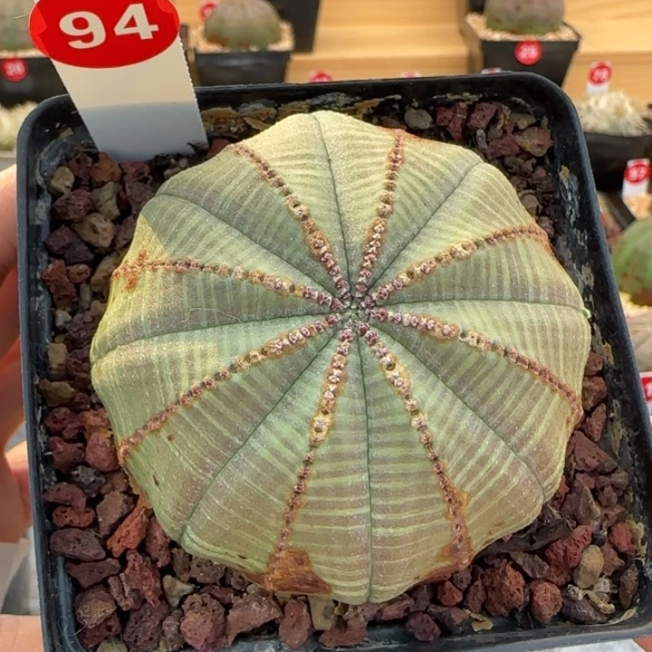 94号（欧系布纹八年老球）实生带盆（尺寸直径）-（ 6.5 ）厘米