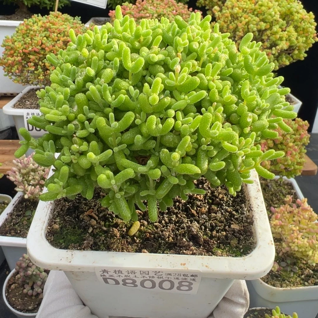 D8008金桔一物一拍