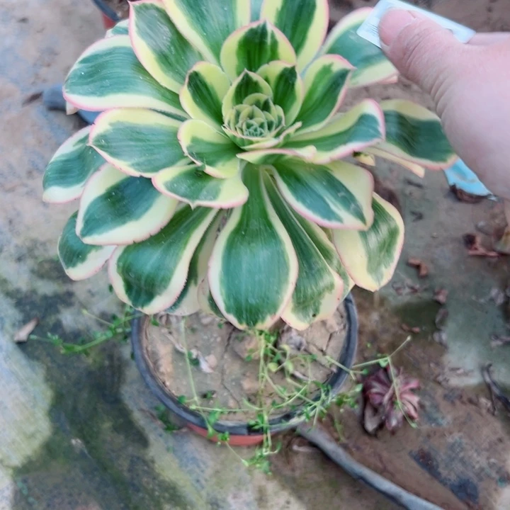 296燕姿多肉植物的生长