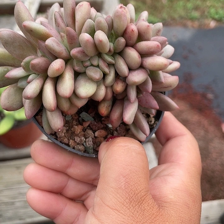 桃花源缀化多肉植物