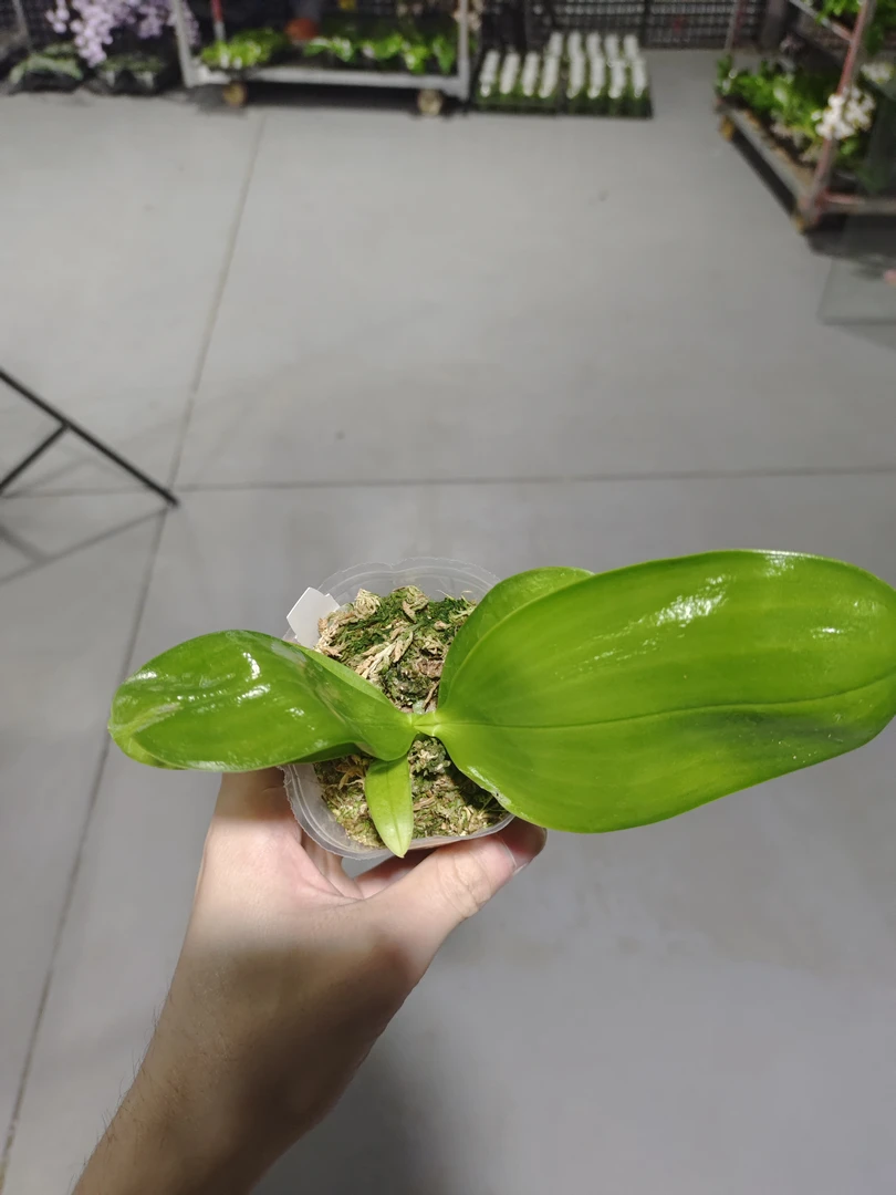 n6510 2.5寸 开花株 微瑕 鲜花绿植