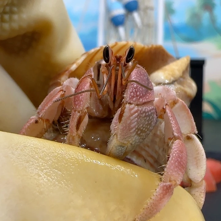 A18粉色 灰白1.7cm口径