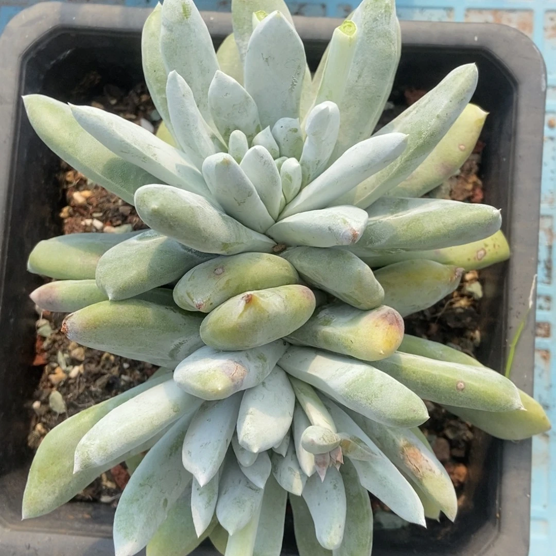 拇指啦啦啦啦啦啦啦啦