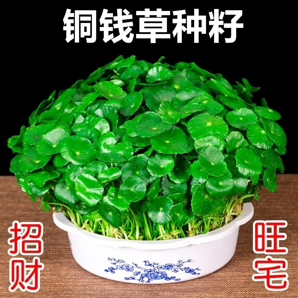 铜钱草金钱草水养种籽水培土培花种子超级大号四季庭院阳台盆栽种
