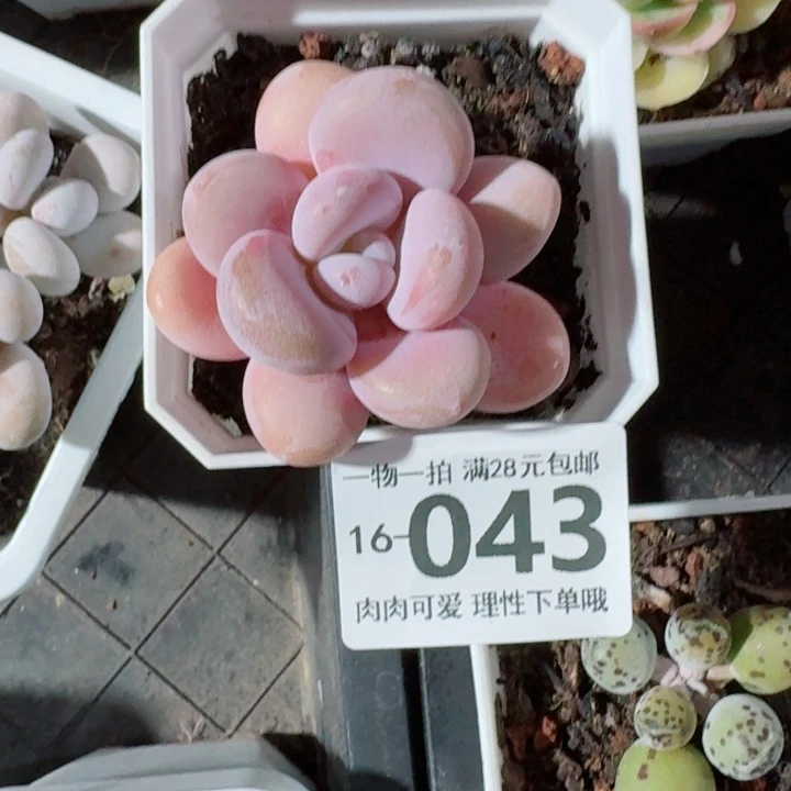 粉兔无盆土发货多肉多