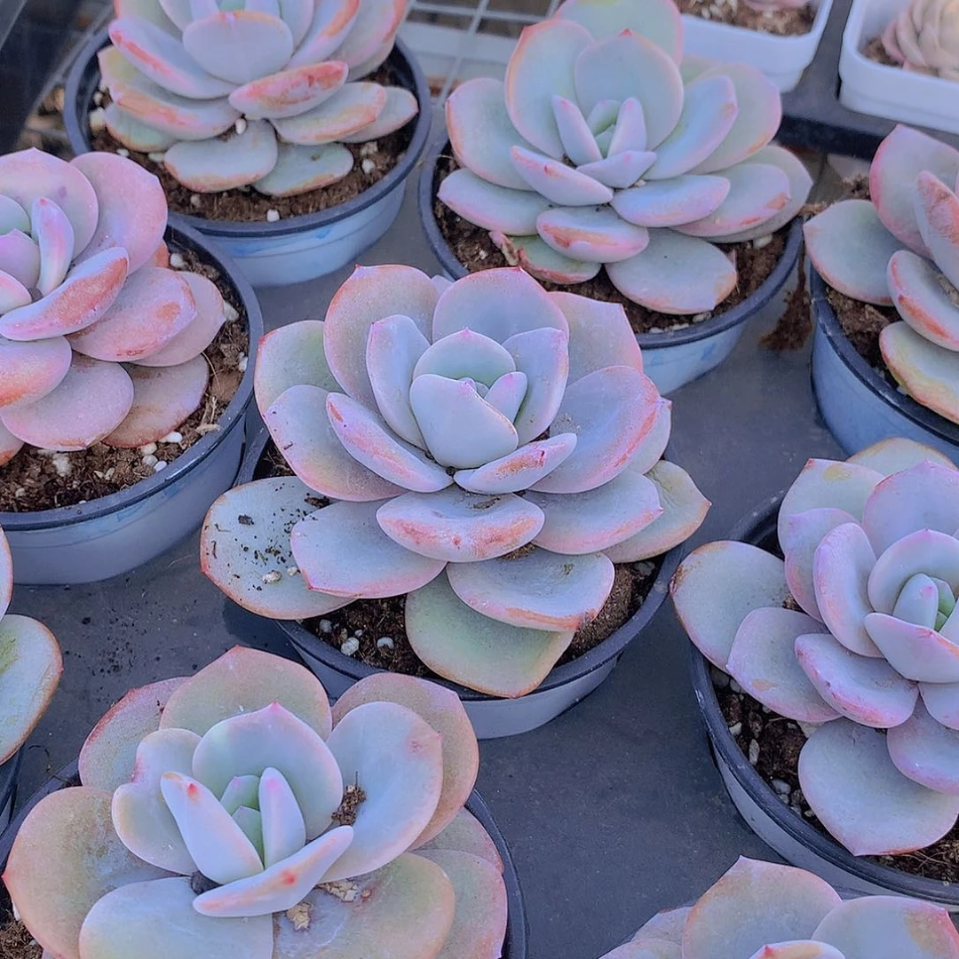 90厘米花盆奶茶245678990000