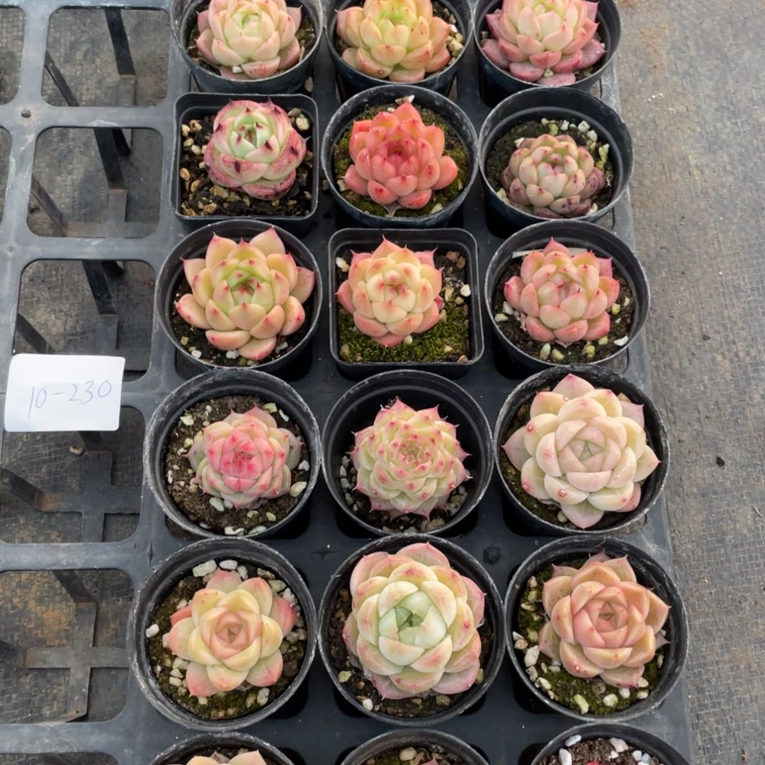 一物一拍18棵10-230