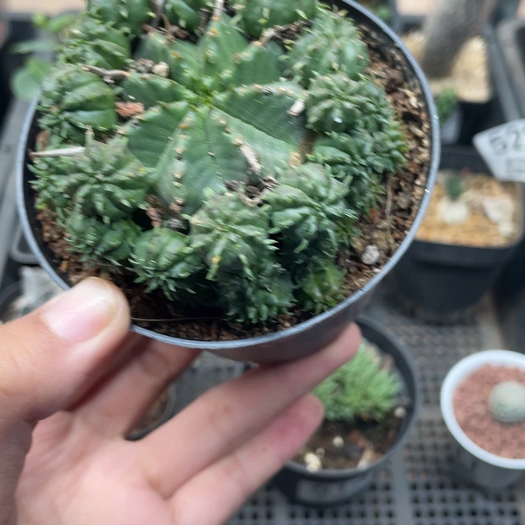 533贵青玉仙人球植物