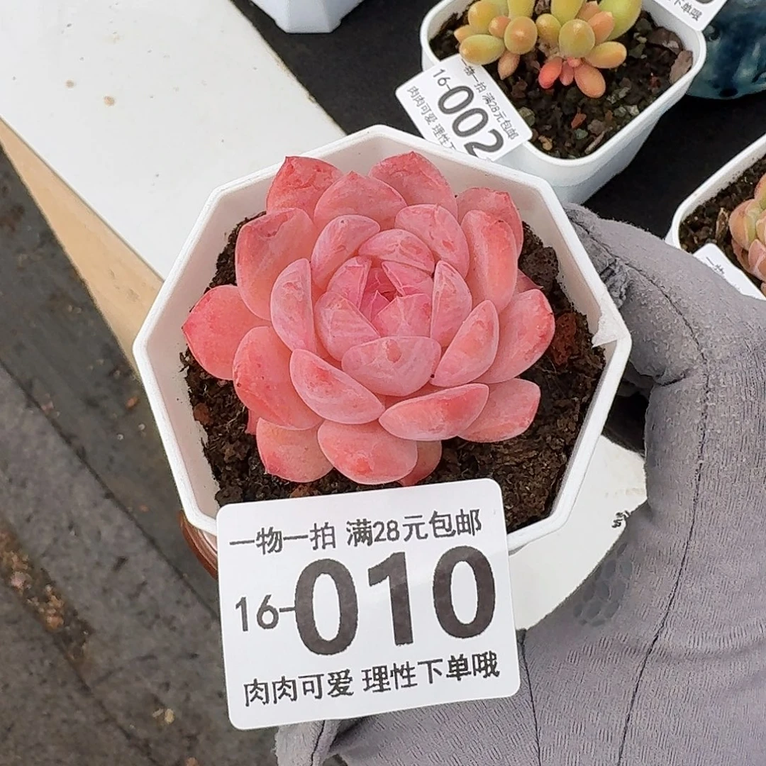 草莓果酱无盆土发货无盆土发货无