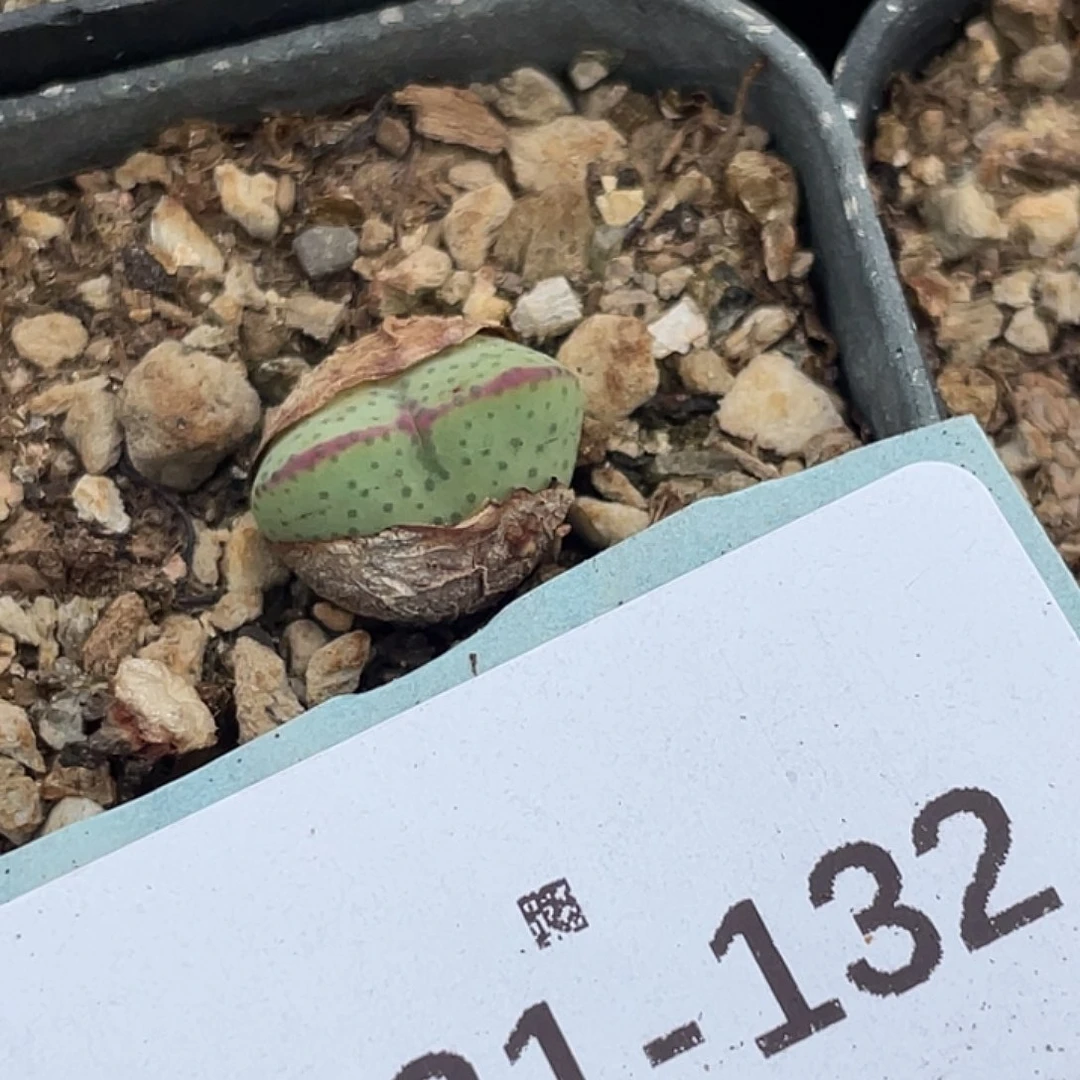 31-132将多肉植物肉锥