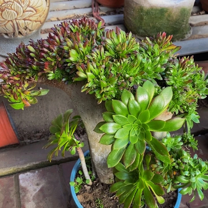 黑法师缀化多肉1颗