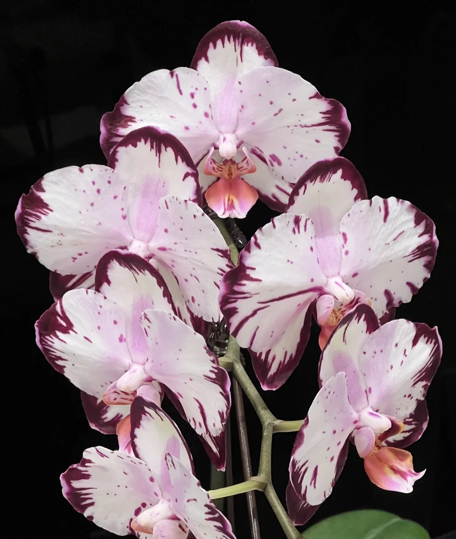 哈根达斯蝴蝶兰2.5加高成熟苗不带花室内盆栽植物花期长基地直发