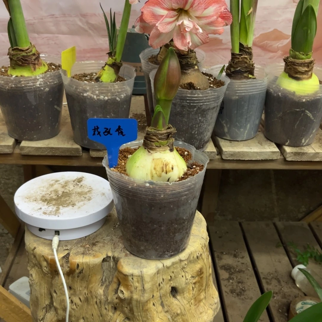 用***8花孔雀带盆带花剑