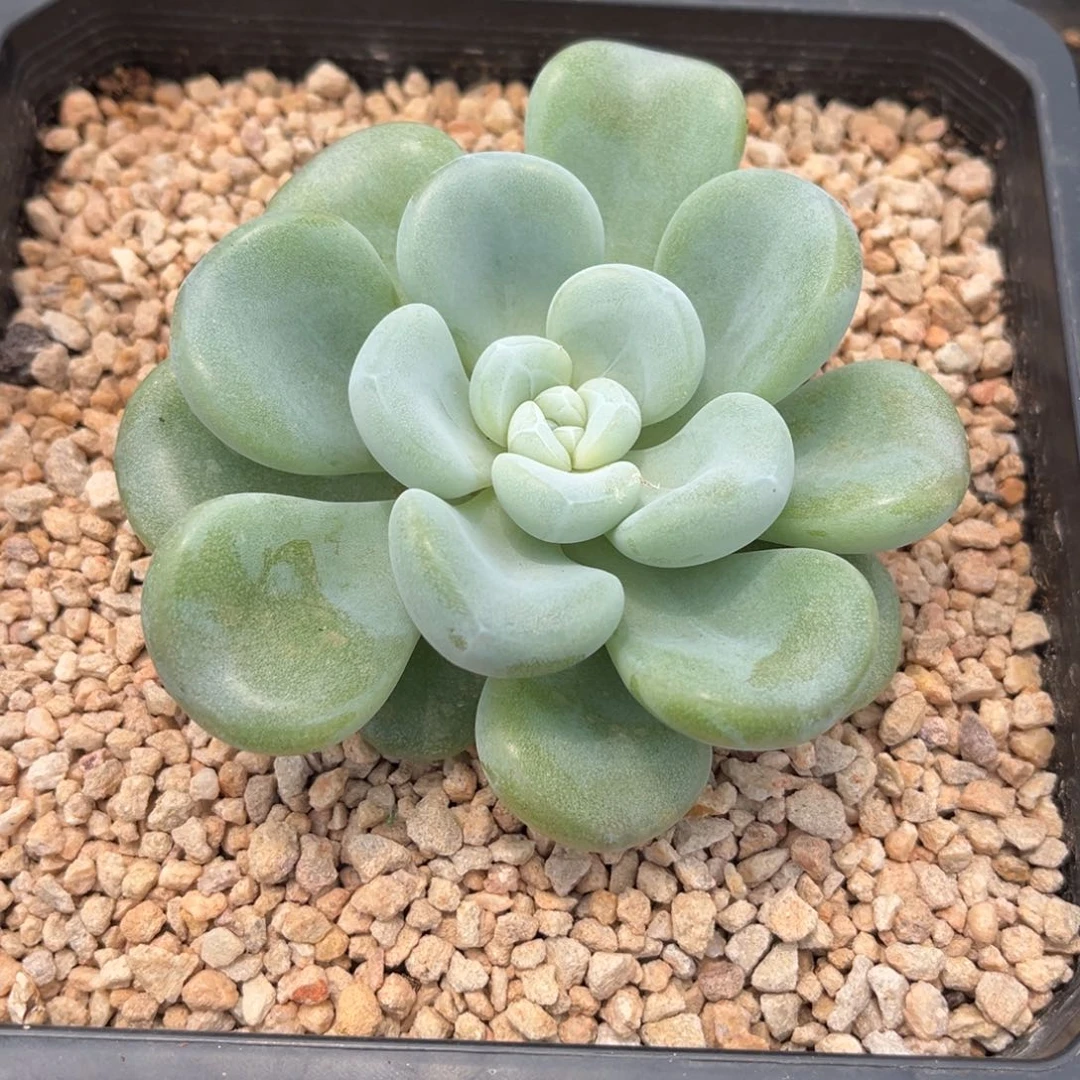 多肉植物玉麒麟多肉