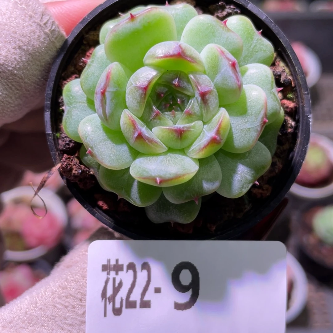 花利美22-9新品单头