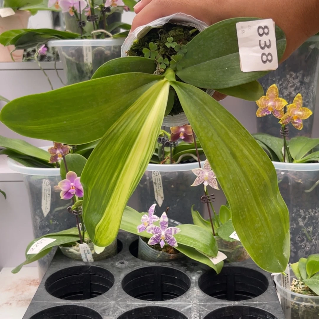 完全开放838 2.8寸叶艺蓝麻雀 一物一拍