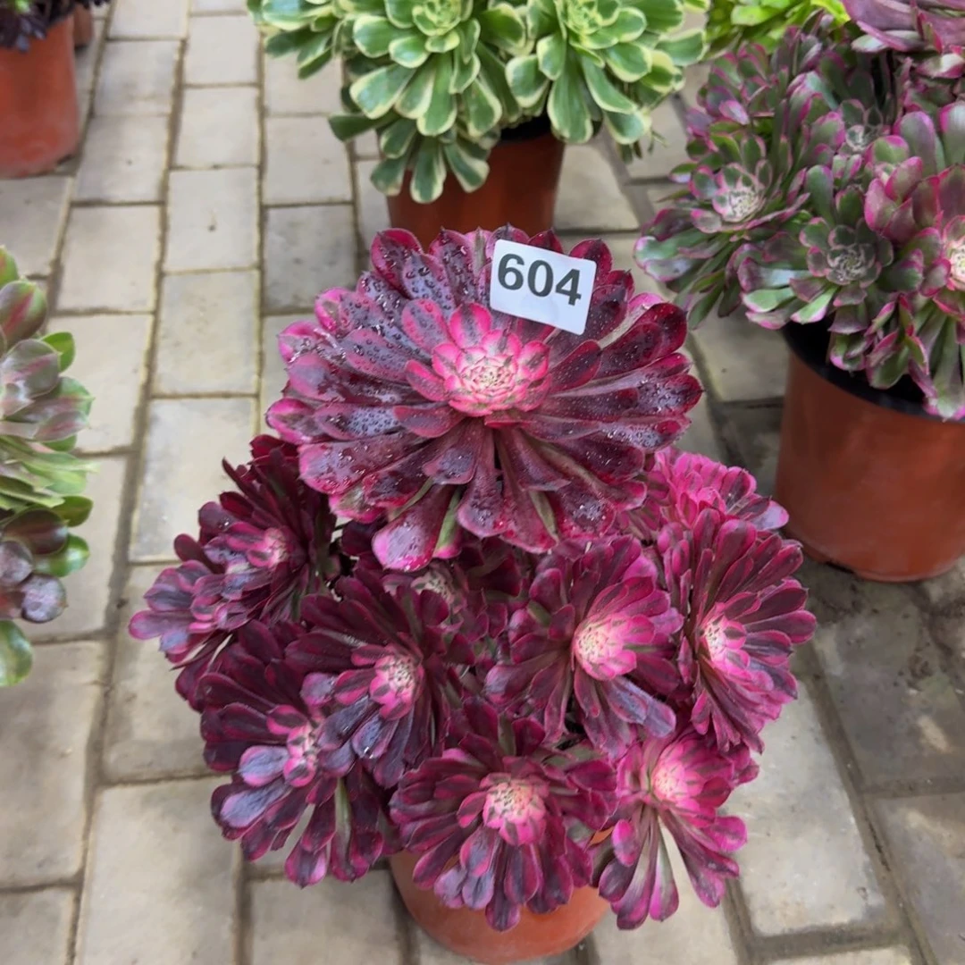 多肉植物604红桐柏法师