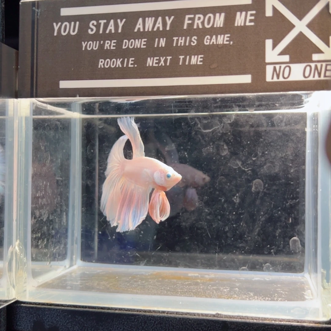 斗鱼浅色仙仙裙特殊尾