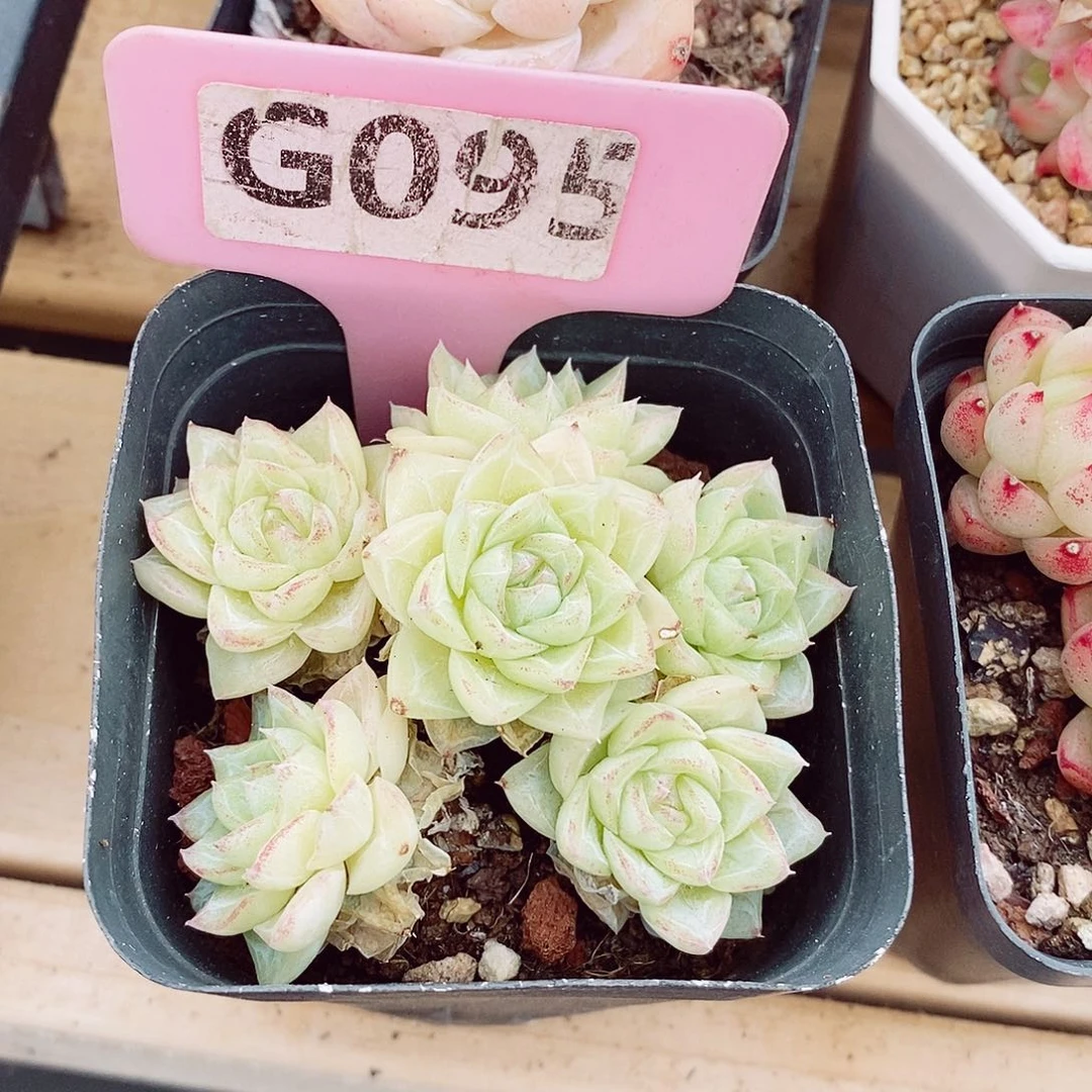 白天鹅福利6cm不包整群