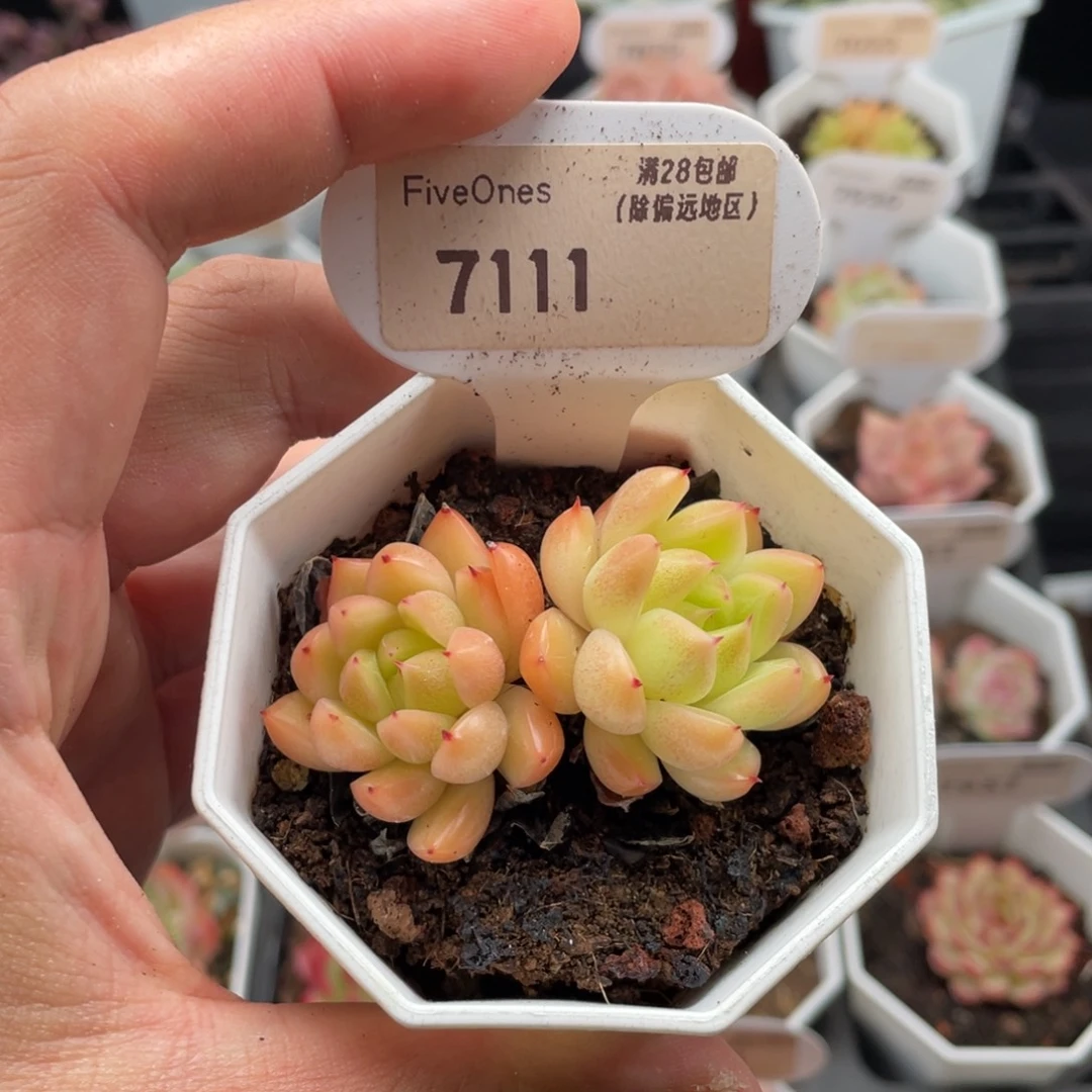 晴空珍妮7111-5.5厘米
