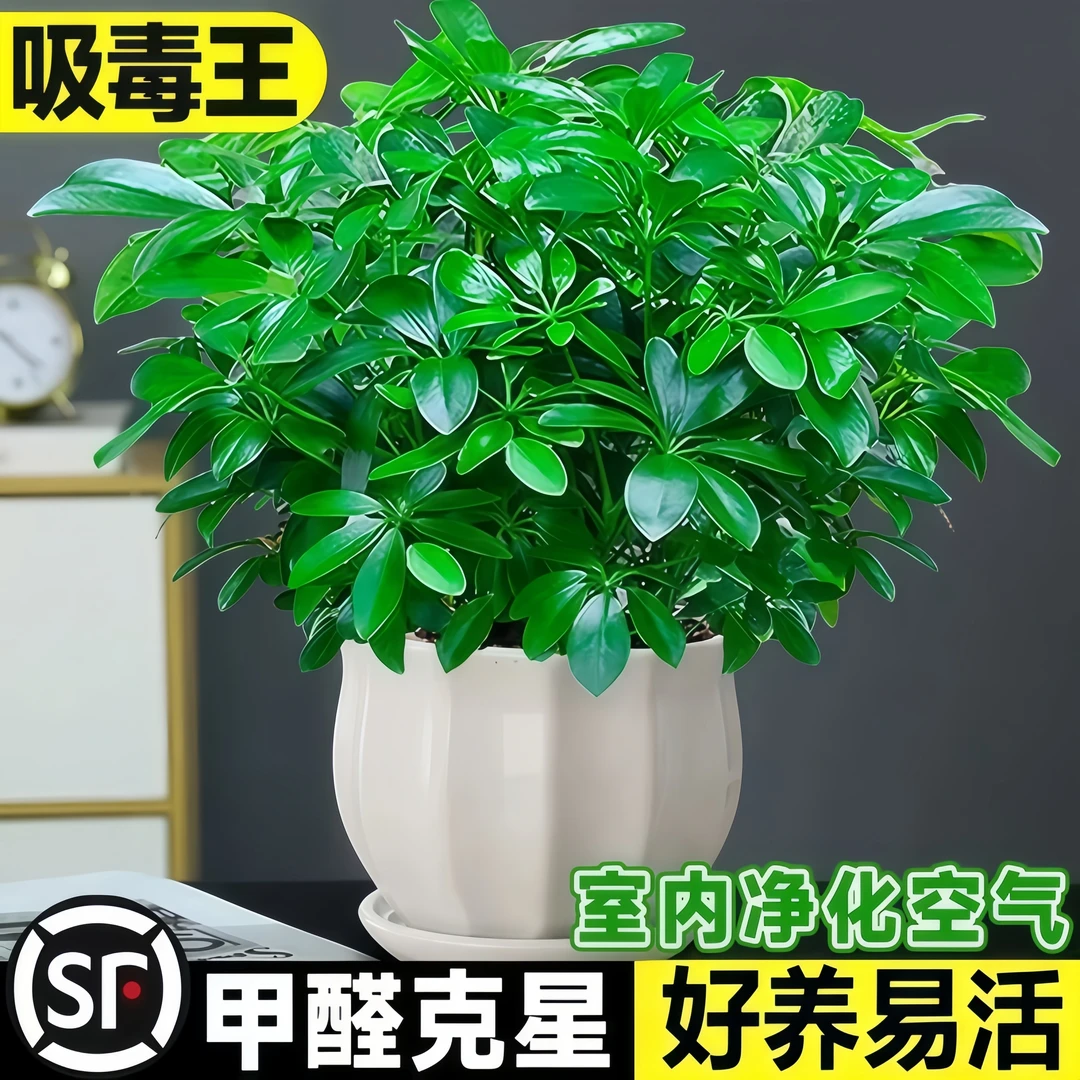 八方来财鸭脚木花卉盆栽七叶莲绿植招财树发财树四季常青桌面盆栽