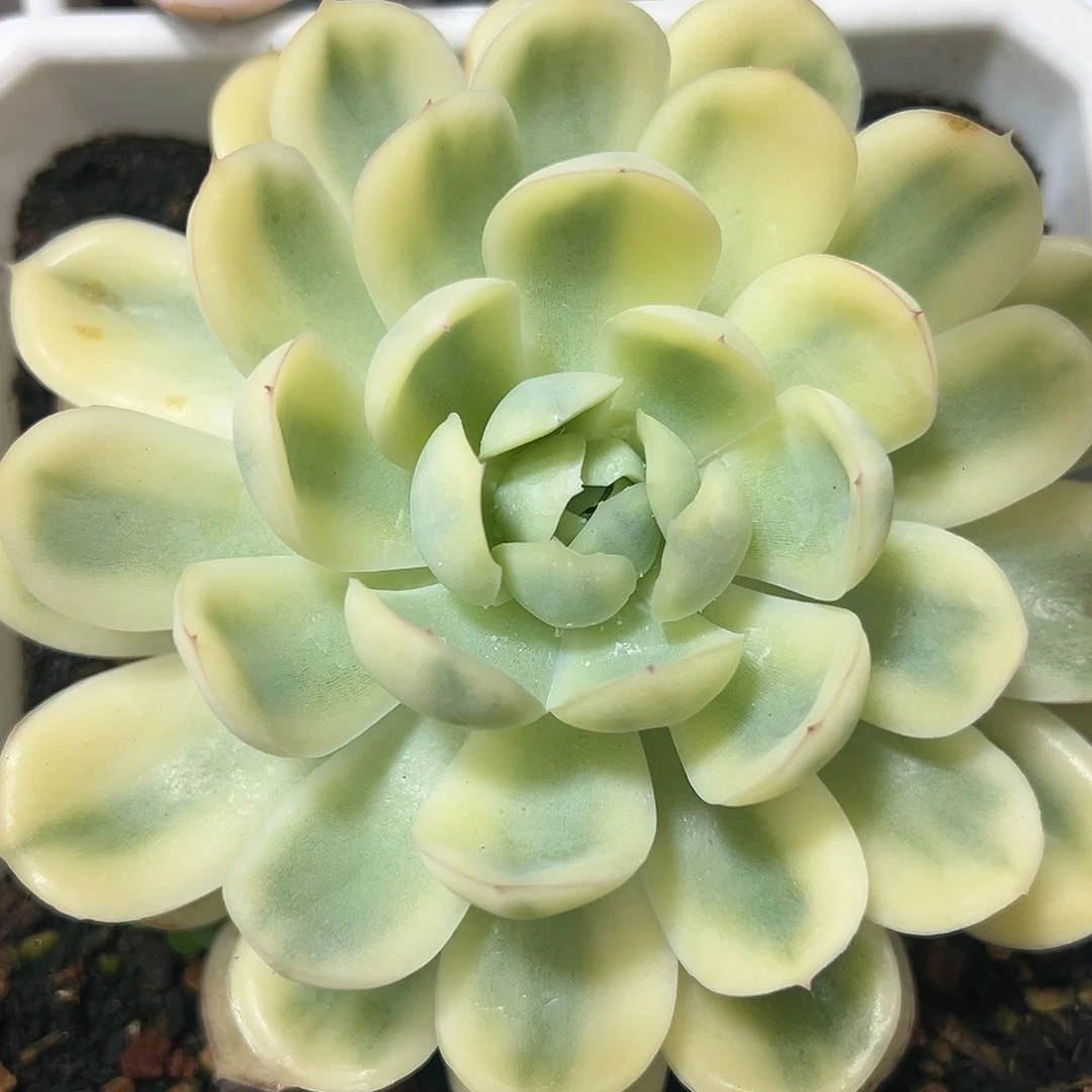 草莓冰锦大单头多肉