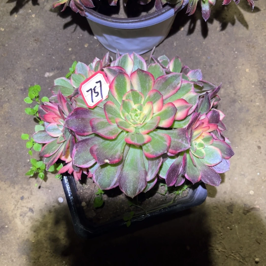 757多肉植物黑魔锦18厘米