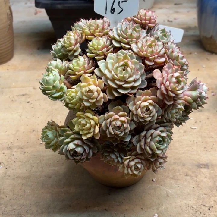 多肉植物，笨吧蒂斯165号