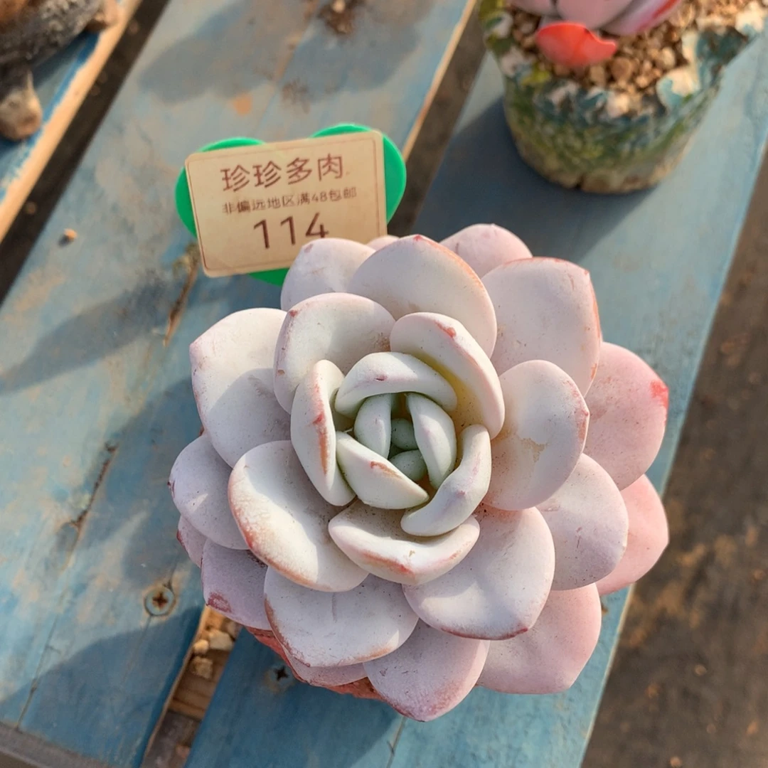 开***心雪莲老桩单头一物一拍114