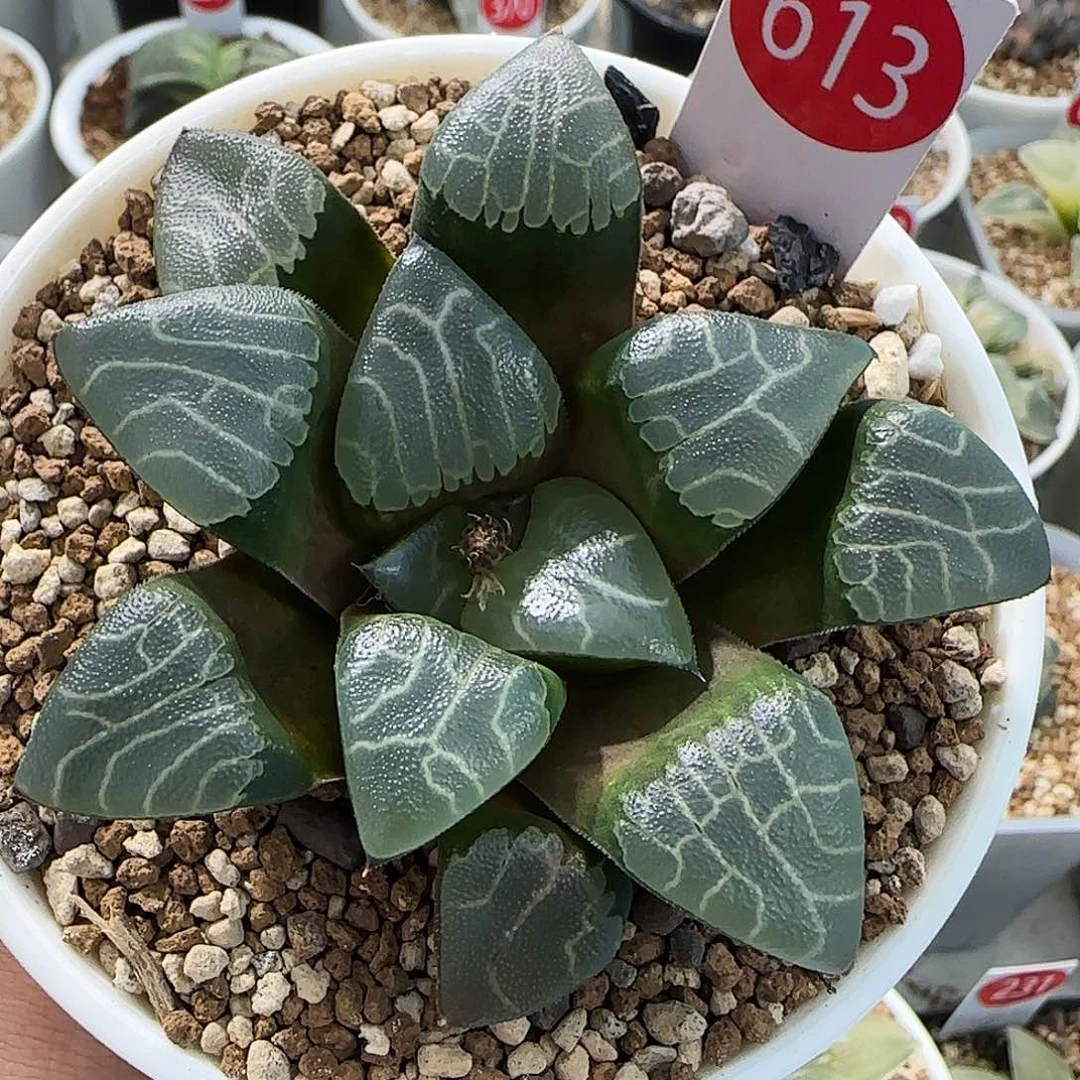 613号实生克一物一拍带盆土