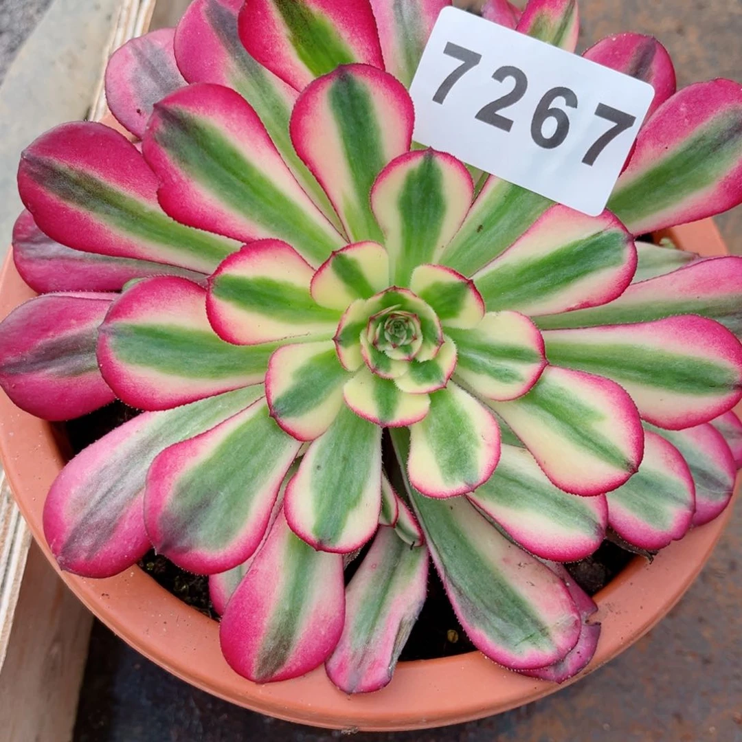 朱砂痣多肉发货发货