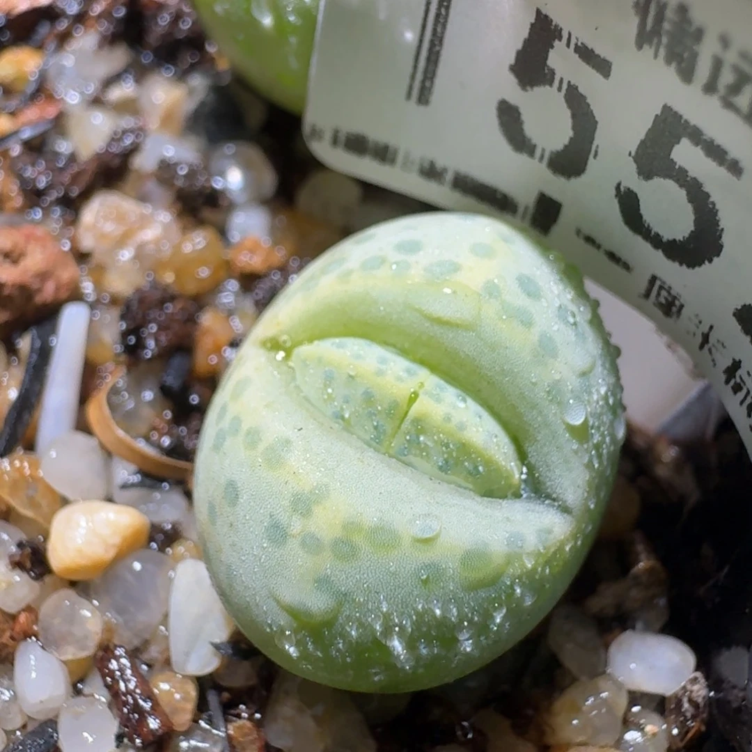 高品质生石花清清1552