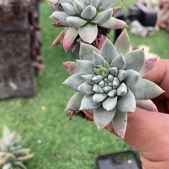 野生奴婢福利粗桩