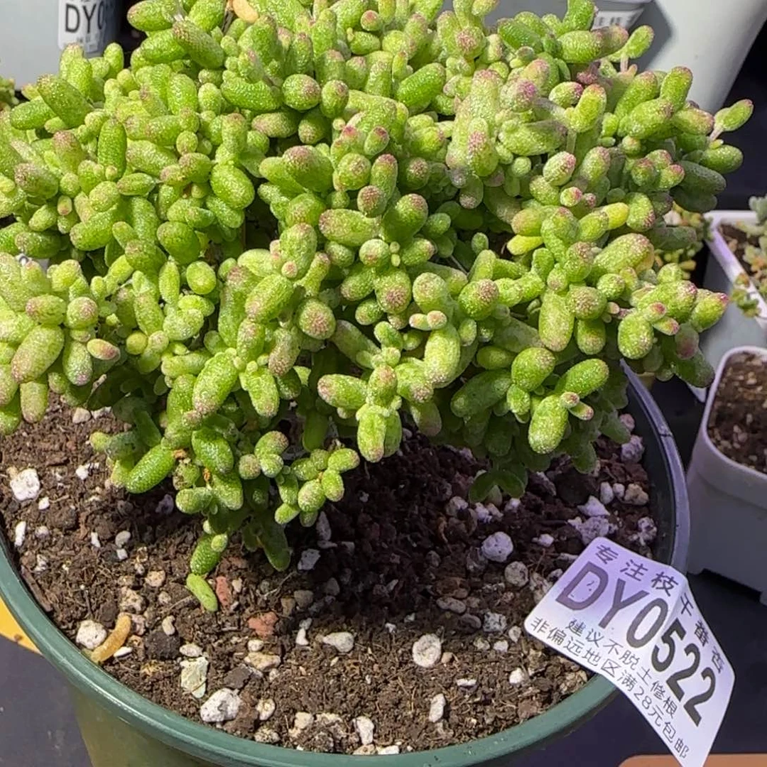 dy0522老桩直杆虎斑胖墩墩