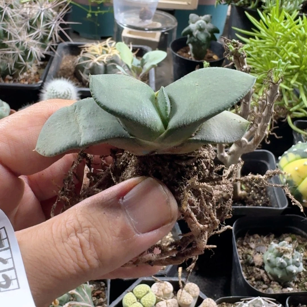 763恐龙卧牛实生脱土