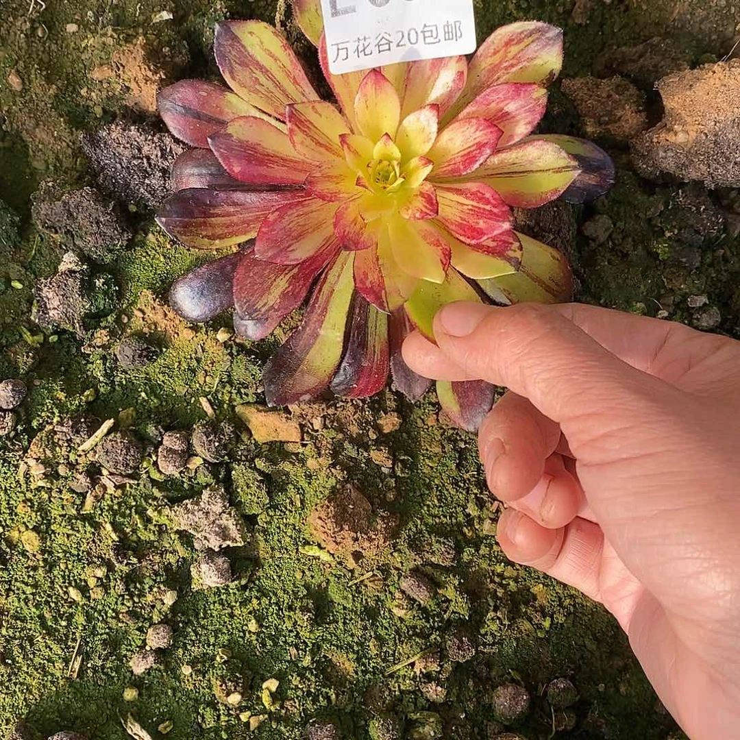 693莫兰迪变异多肉植物