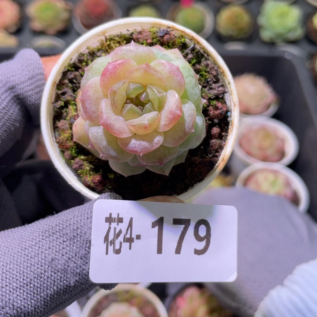 花利美 4-179新品珍妮