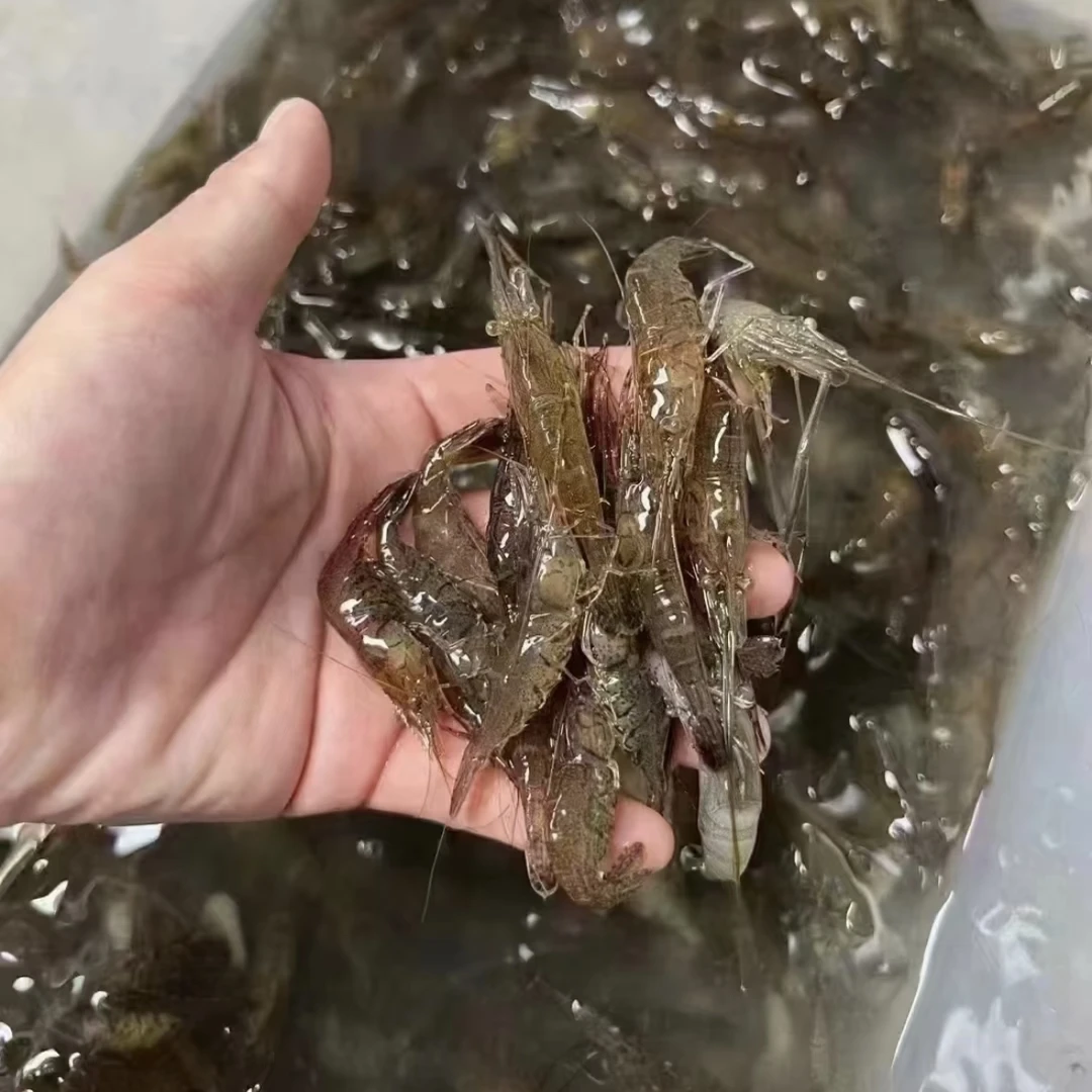 【到手3.2斤】野捕正宗微山湖小河虾230g*7包淡水新鲜捕捞急冻4-6cm