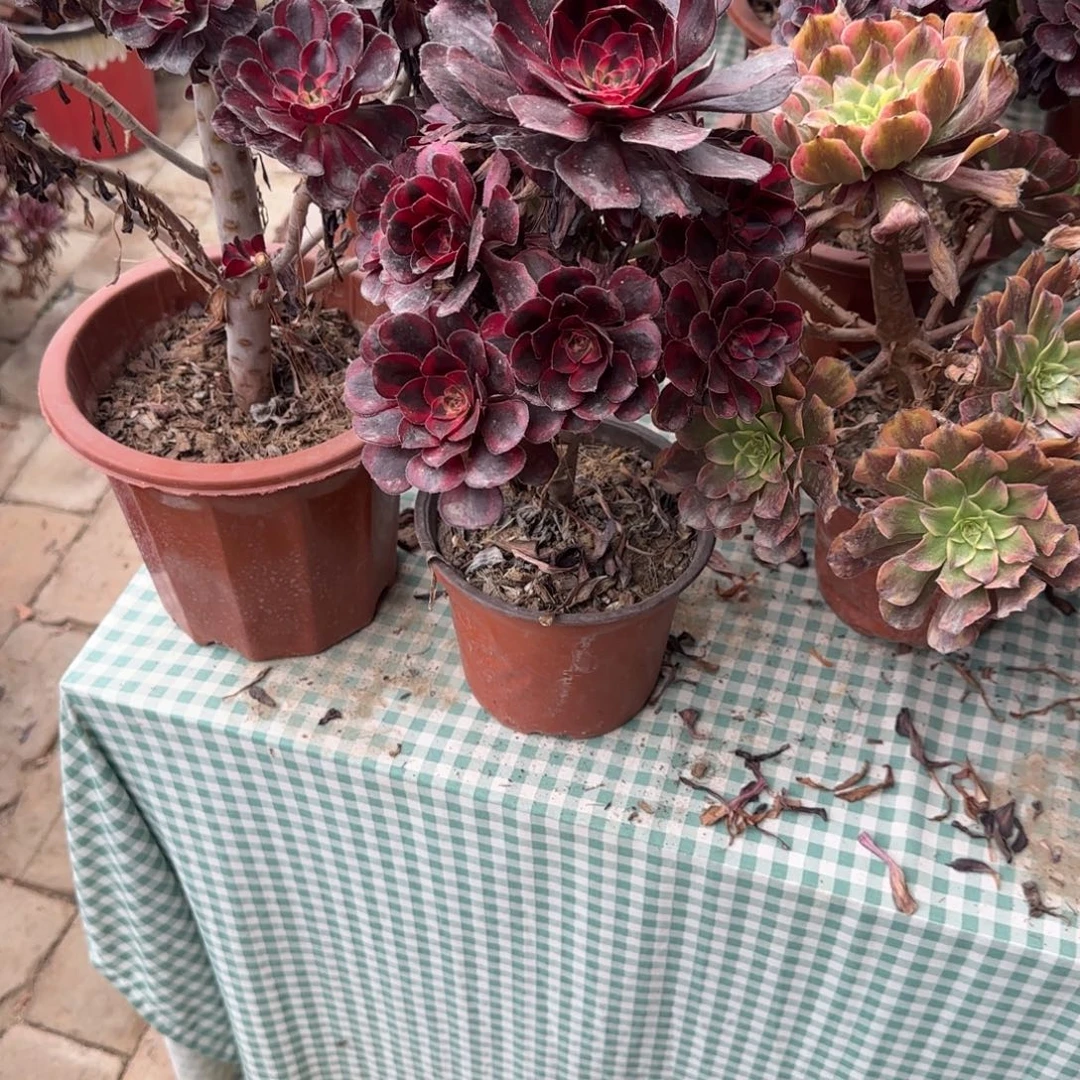 w***w无花朵香奈儿中号