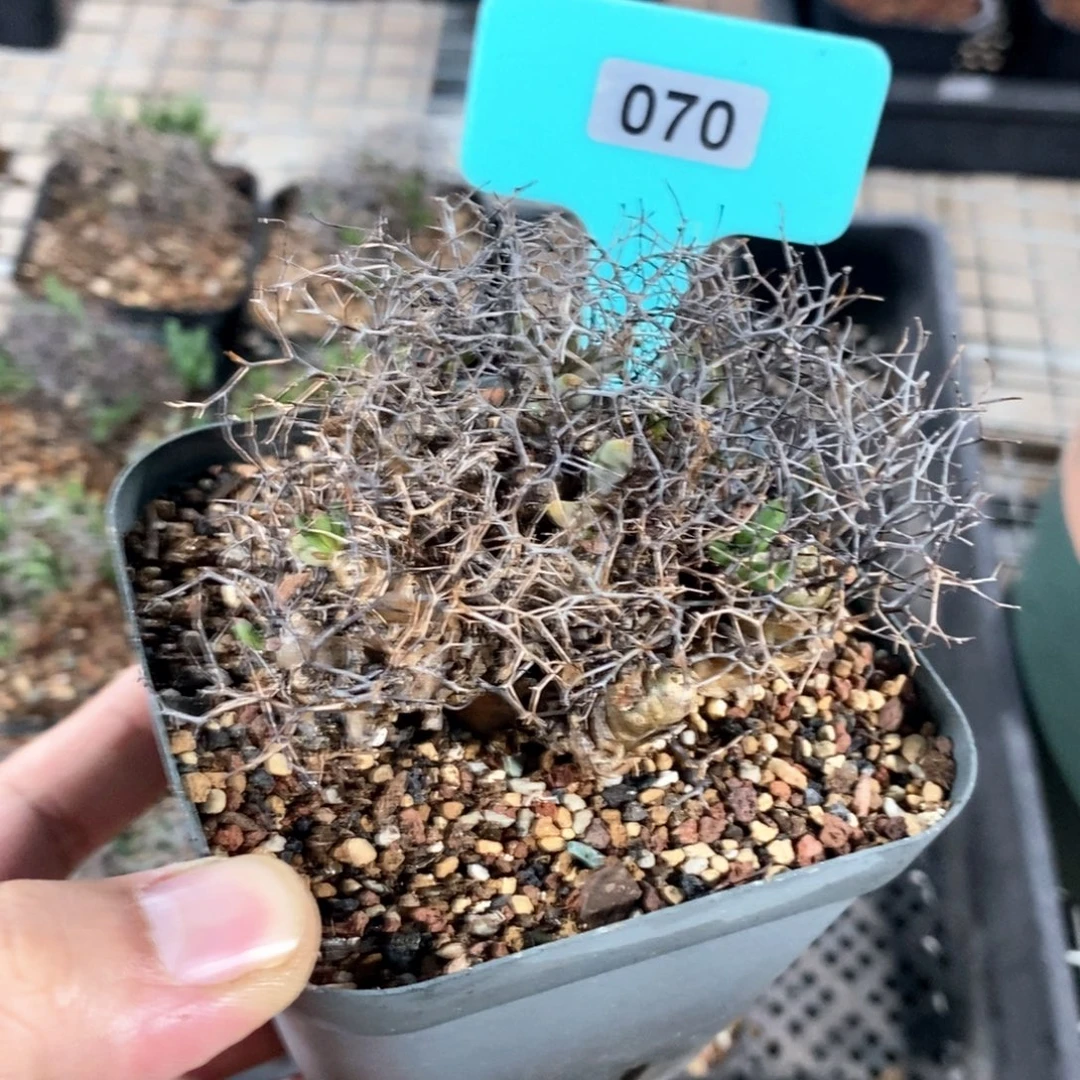 钢丝万物想产地多肉植物