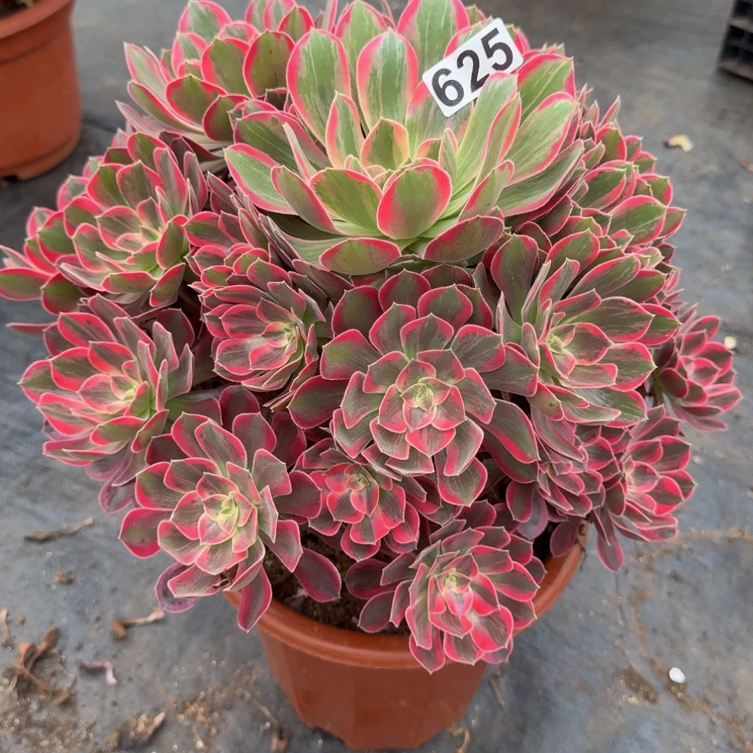 625多肉植物浣纱多肉