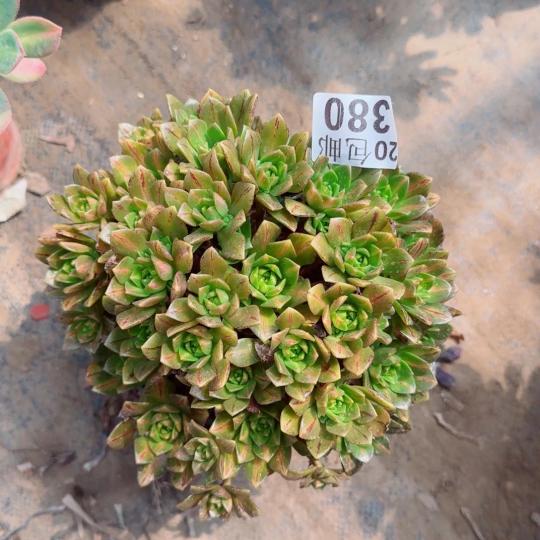 花茶多肉380满20包邮断枝不包