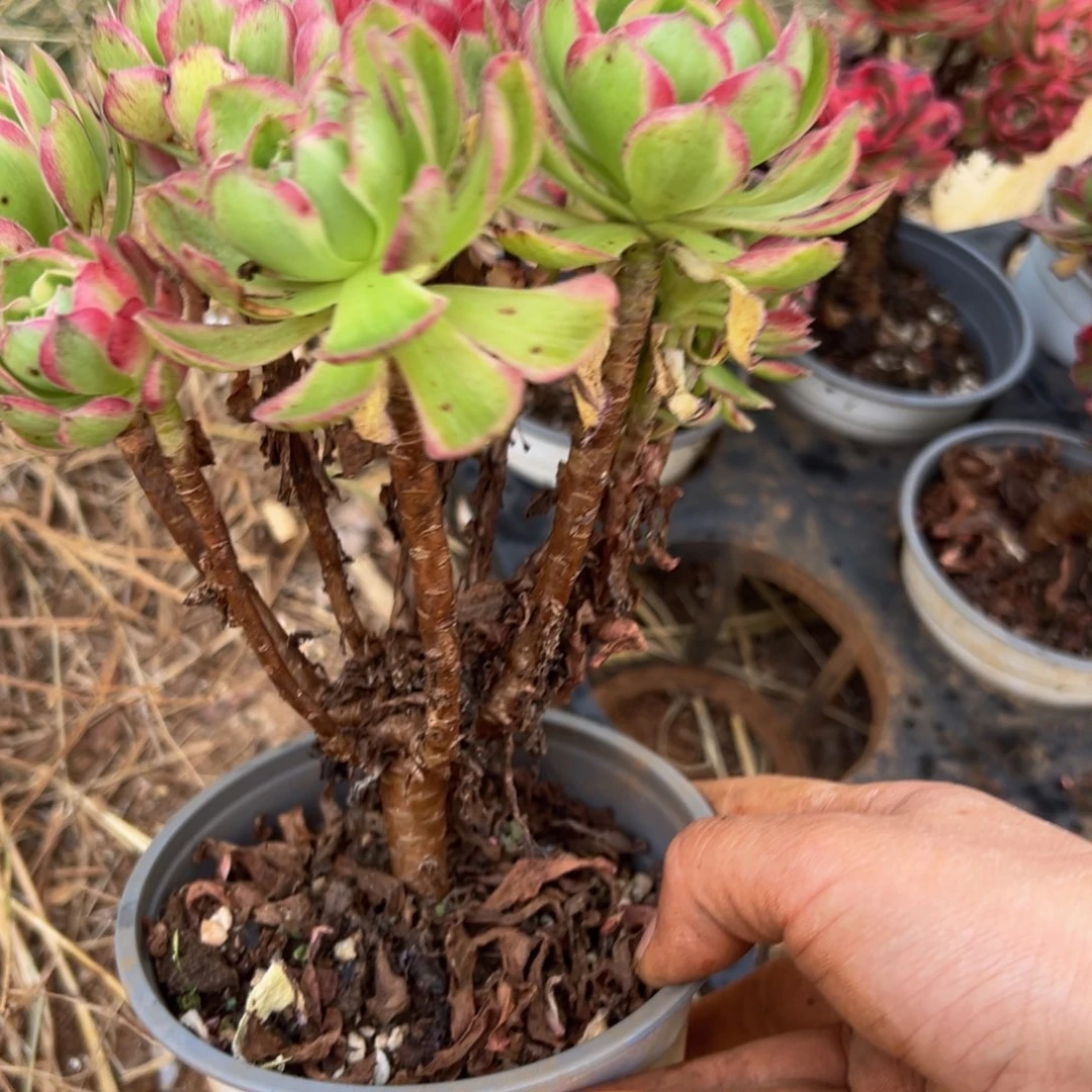 多肉植物855脱土的