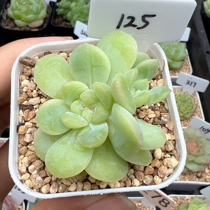 125号奶油财富带两崽