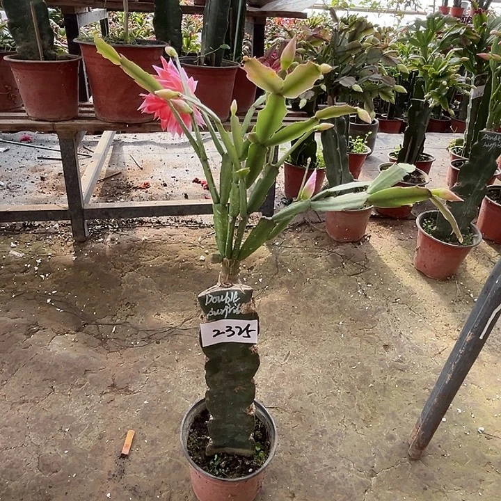 完全开放2325pG2099双重惊喜