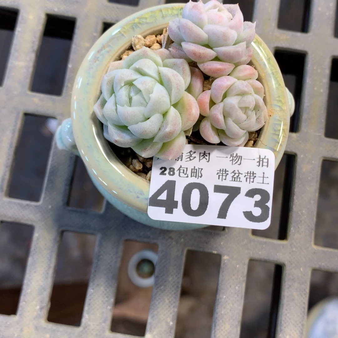 精控多肉植物4073