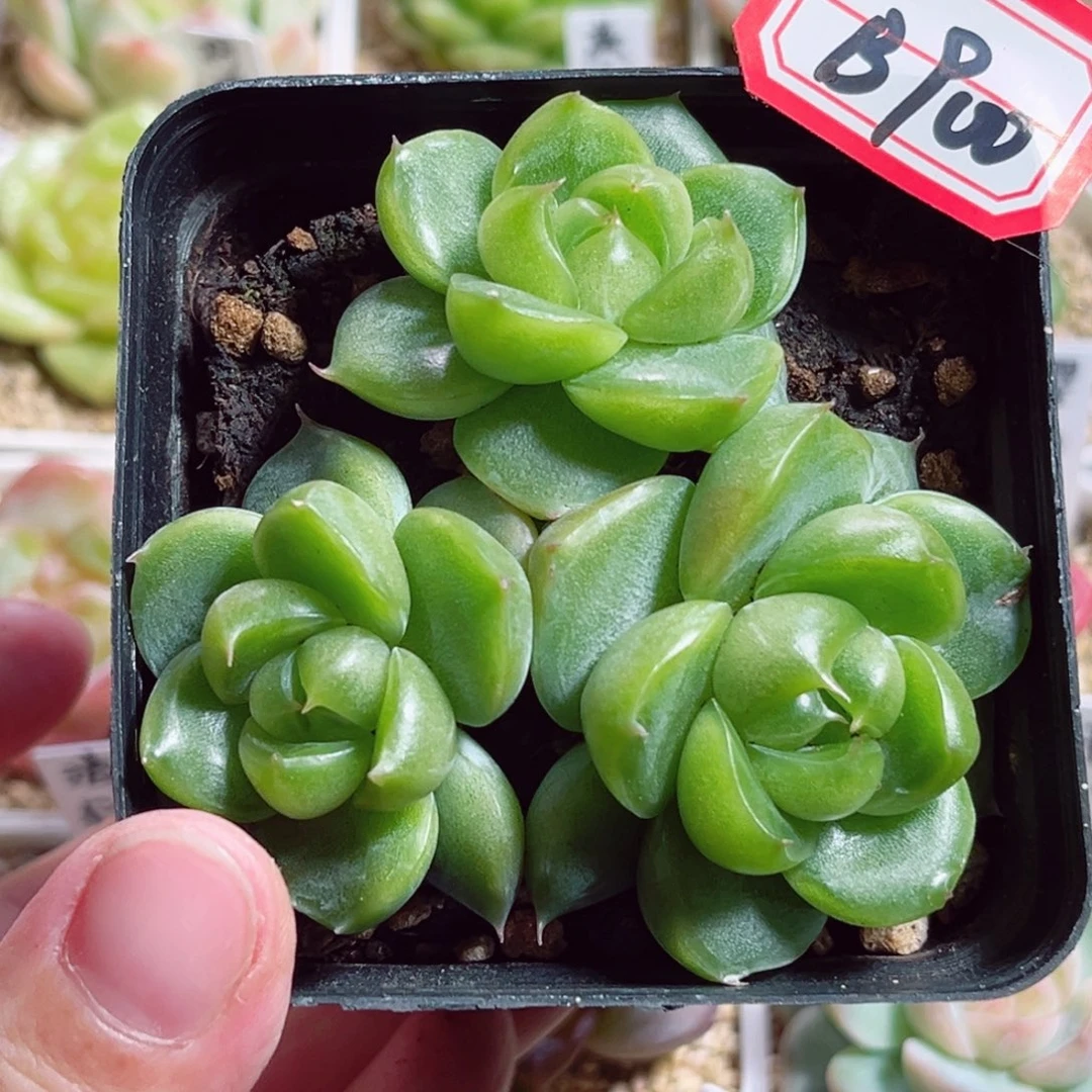 旋****B900 一物一拍 祖母绿