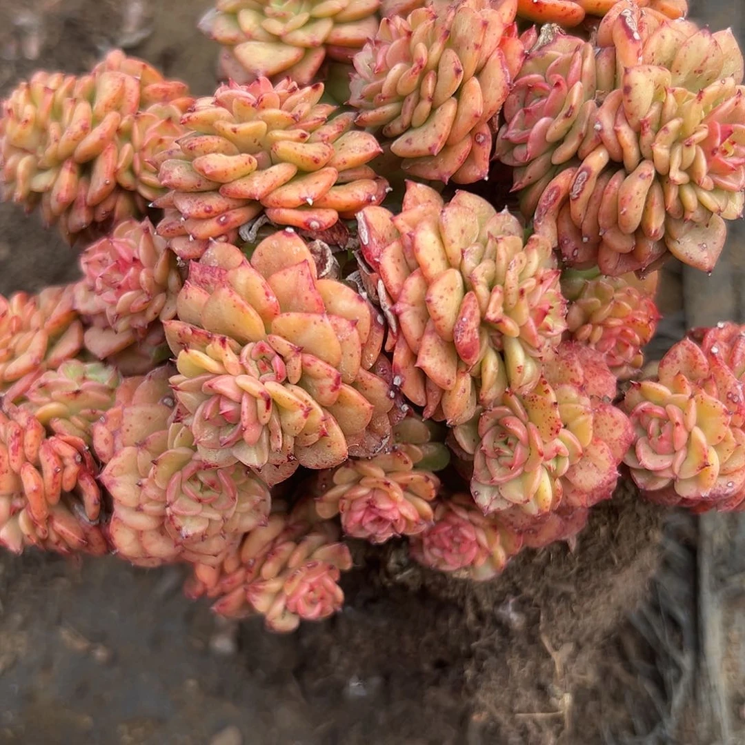 多肉植物辣牡丹群