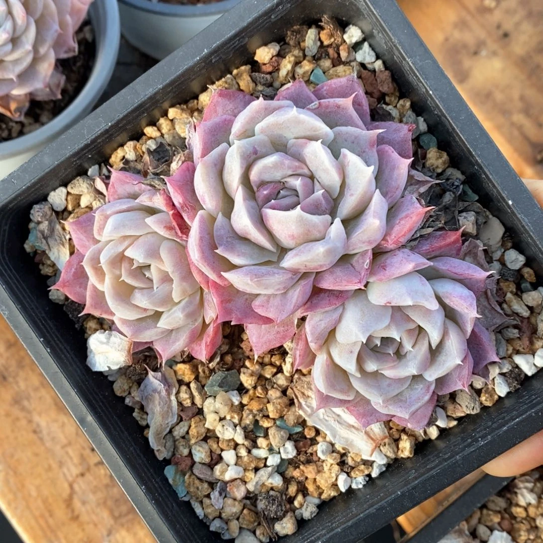 精品多肉一物一拍139